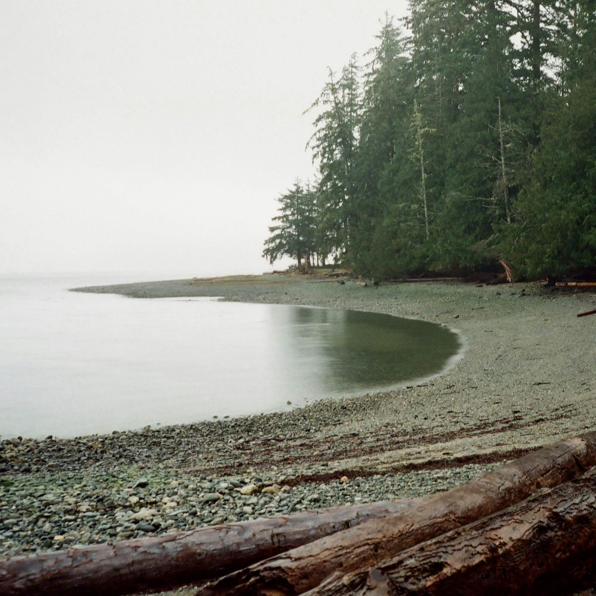 Photo of a rocky pine forest beach on an overcast day