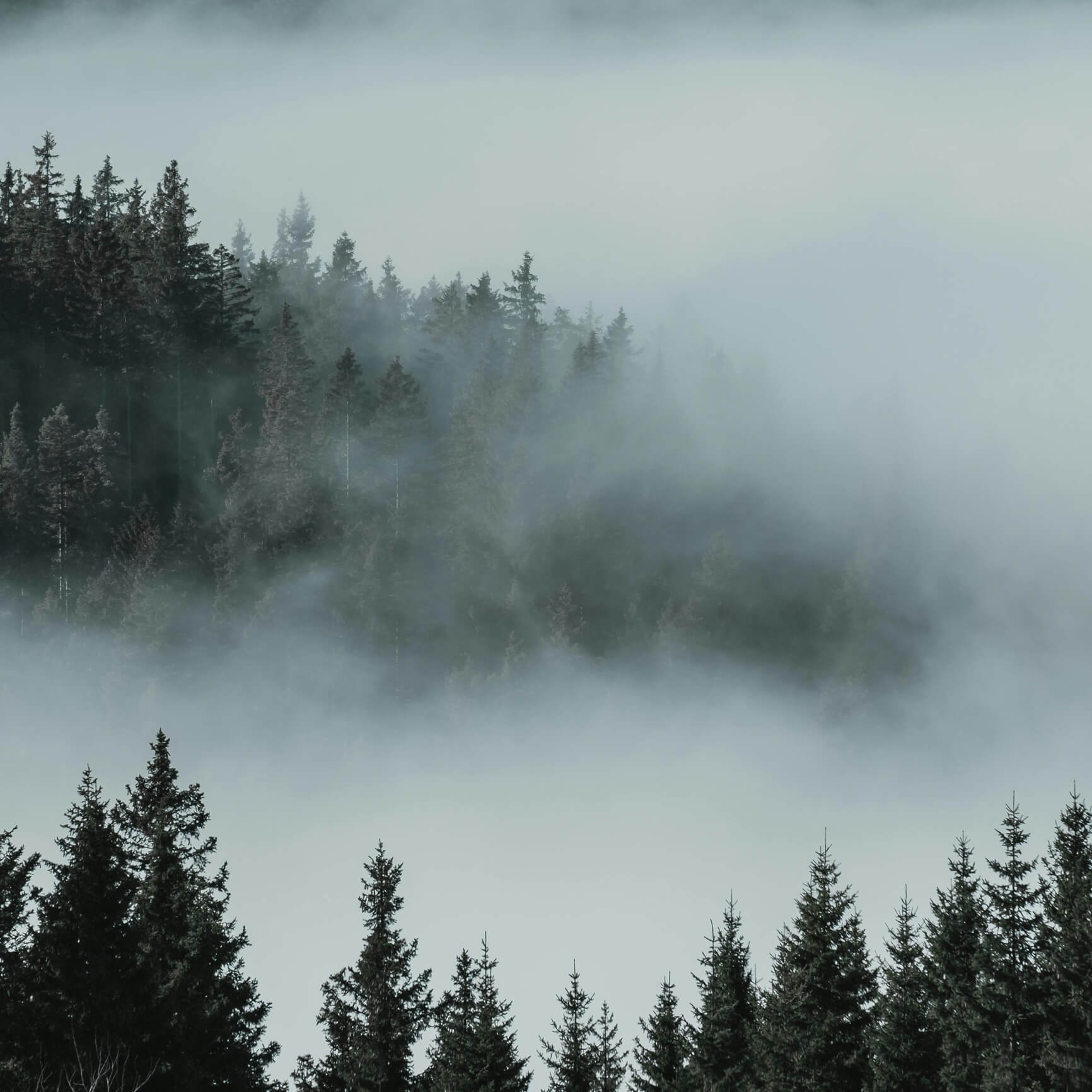 Photo of fog rolling through a hilly pine forest